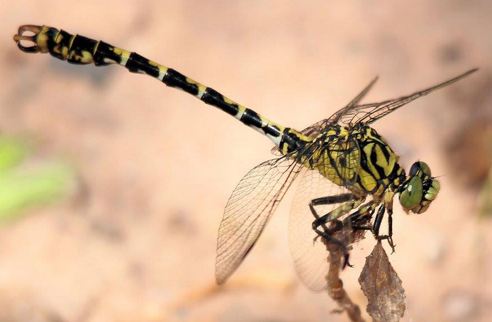 Onychogomphus forcipatus, D07 Breitenbach Berkwiese, 22. 07.13, H. Schreier