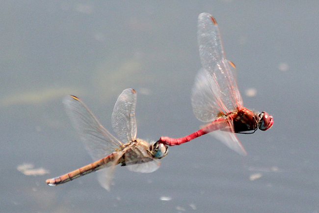 Sympetrum fonscolombii Paar, D10 NSG Alte Fulda bei Blankenheim (Flutmulde), 25.07.12-2, A. Werner