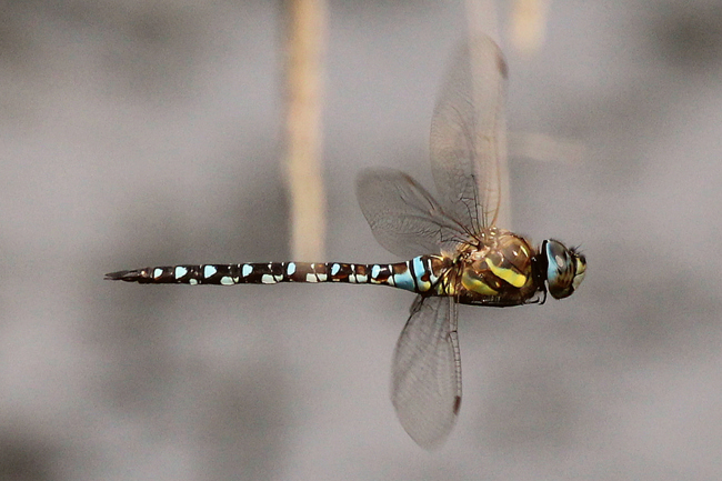 Aeshna mixta ♂, B06 NSG Im Sand Bei Rotenburg, 14.09.12, A. Werner