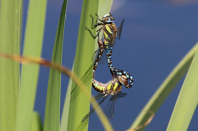 Aeshna mixta Paar, F06 Meckbach, Fuldasumpfwiesen, 27.08.14, A. Werner