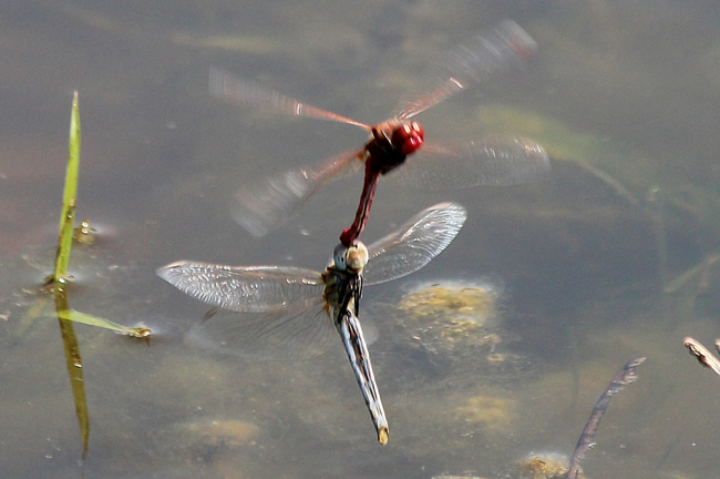 Sympetrum fonscolombii, Paar Eiablage, D10 NSG Alte Fulda bei Blankenheim (Flutmulde), 25.07.12-4, A. Werner