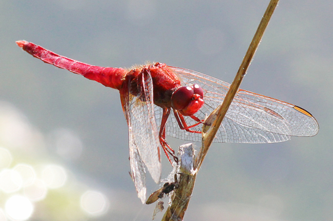 Crocothemis erythraea ♂, F06 Meckbach, Fuldasumpfwiesen, 05.09.13-3, A. Werner