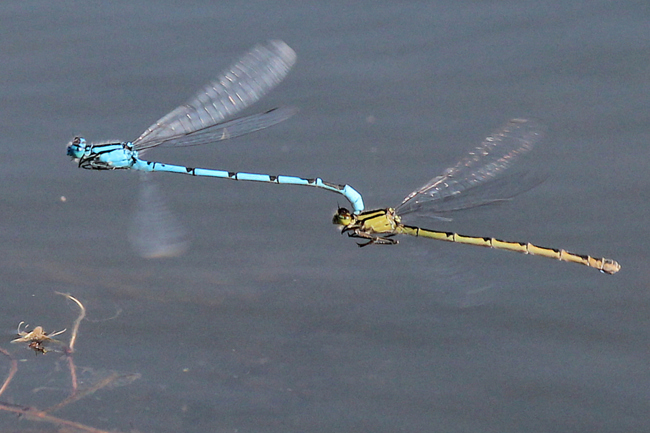 Enallagma cyathigerum Paar, ♀ oliv, D03.1 Bebra, Kiesgruben Nr. 1, 04.09.12, A. Werner