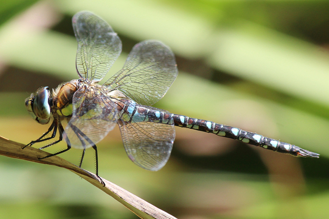 Aeshna mixta ♂, D21 Lüdersdorf, Lehmbachtal, (Fischteich), 04.09.13, A. Werner