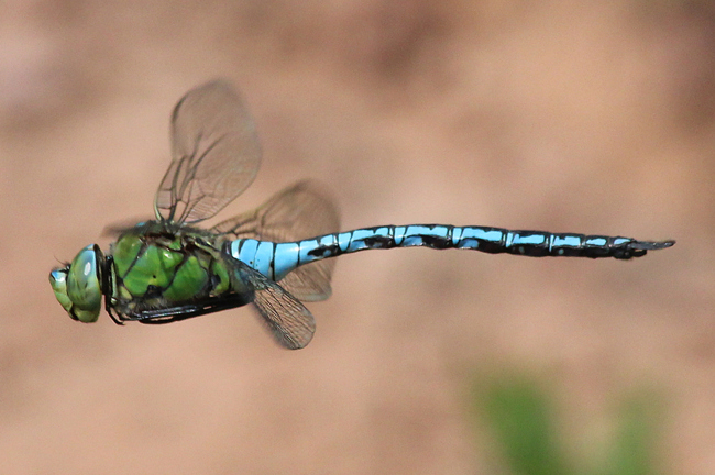 Anax imperator ♂, D05 Blankenheim (Seitengerinne), 10.06.12-2 A. Werner