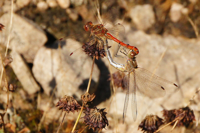 Sympetrum vulgatum Paar, H01 Friedewald, Steinbruchgewässer, 01.08.13, H. Eigenbrod