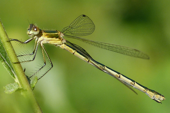 Lestes sponsa ♀, K01 Raboldshausen, (gestaltete Kleingewässer, Schnepfenwiese), 27.07.13, G. Koska