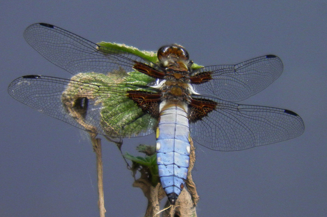 Libellula depressa ♂, B06+06.1 NSG Im Sand bei Rotenburg (ehemaliger Kiesabbau), 16.06.13, H. Suchland