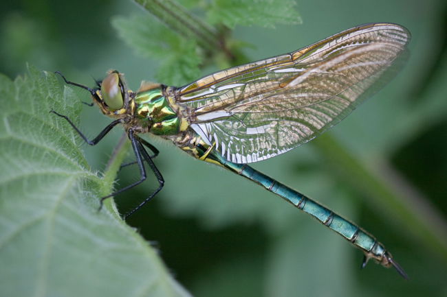 Somatochlora metallica ♀ jung, B14 Rotenburg, Fuldaaue (Storchensee), M. Kreisel