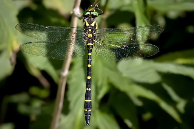 Cordulegaster bidentata ♂, B12 Rotenburg Rotenburg, Guttelstal und Bach, 08.08.09-3, M. Kreisel