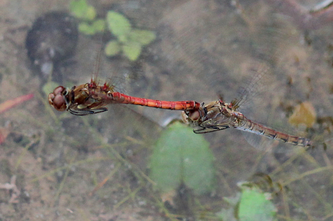 Sympetrum striolatum Paar, D02 Bebra, Fuldaaue (gestaltete Kleingewässer), 09.10.13, A. Werner