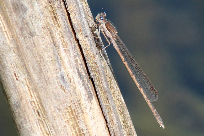 Sympecma fusca ♂ ad., D13 NSG Ulfewiesen Bei Weiterode (gestalteter Weiher), 04.06.13 A. Werner