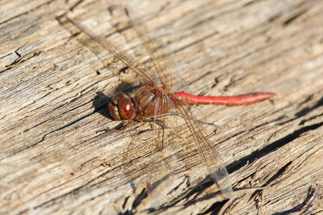 Sympetrum vulgatum ♂, D02 Bebra, Fuldaaue (gestaltete Kleingewässer), 01.11.14, A. Werner