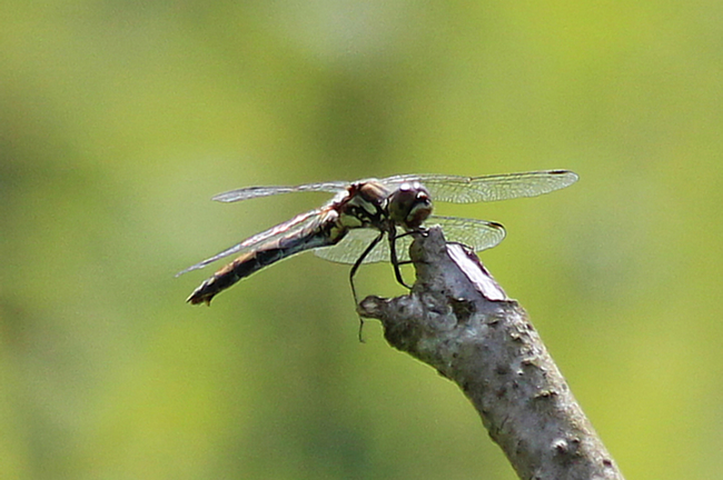 Sympetrum danae ♀, F05 Meckbach, Die Nassen Wiesen (Grabenstau), 03.08.12, A. Werner