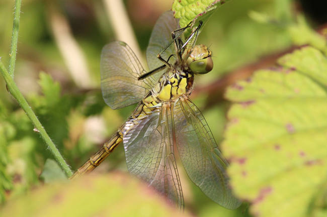 Sympetrum vulgatum ♀ unausgefärbt, D25 Iba, Steinbruchgewässer, 13.08.12, A. Werner