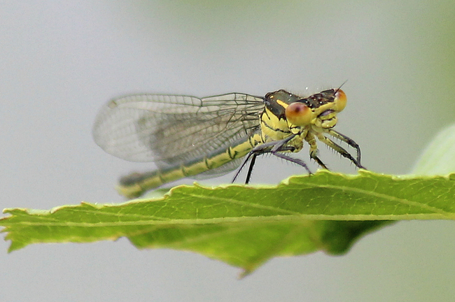 Erythromma najas ♀, D26 Bebra, Kiesgruben Vor den Weiden Nr. 1 (ehemaliger Kiesabbau), 15.05.13, A. Werner