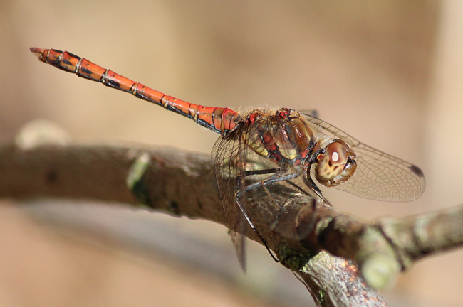 Sympetrum striolatum ♂, D03 Bebra, Großer Kiessee, 01.10.12, A. Werner