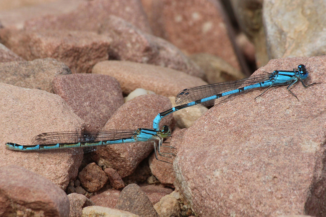 Enallagma cyathigerum Paar, beide bläulich, D02 Bebra, Fuldaaue, 11.08.12, A. Werner