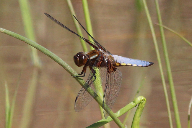 Libellula depressa ♂, A06 Hergershausen (Tongrube), 23.07.12, A. Werner