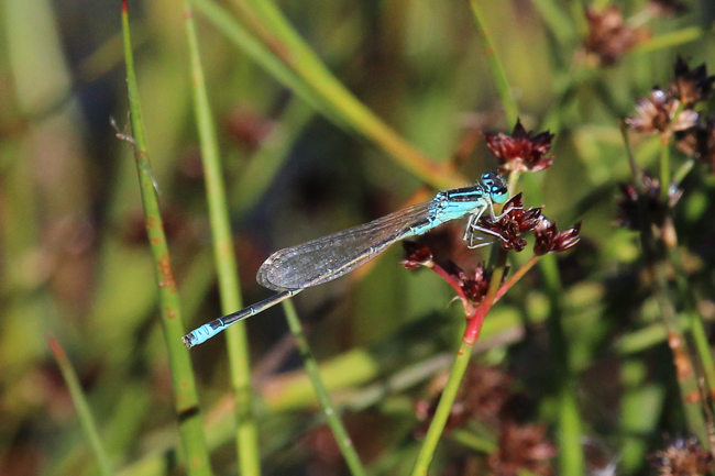 Kleine Pechlibelle, ♂, D13 NSG Ulfewiesen (Aue), gestaltetes Gewässer), 30.09.15, A. Werner