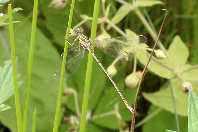 Lestes barbarus ♂ mit Wassermilbe, D05 Blankenheim Fuldaaue (Seitengerinne), 06.08.11, A. Werner