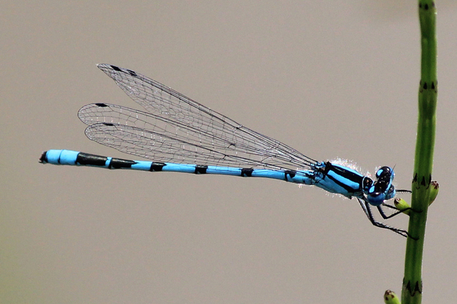 Enallagma cyathigerum ♂, F06 Meckbach, Fuldasumpfwiesen, 29.06.12, A. Werner