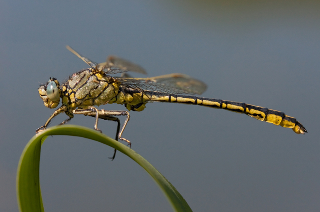 Gomphus pulchellus ♂, 28.06.10, M. Kreisel