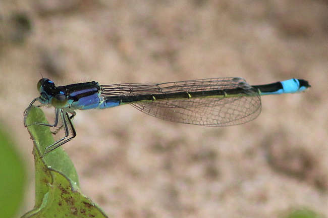 Ischnura elegans ♀ jung lila blau, D05 Blankenheim, Fuldaaue (Seitengerinne), 02.08.11, A. Werner