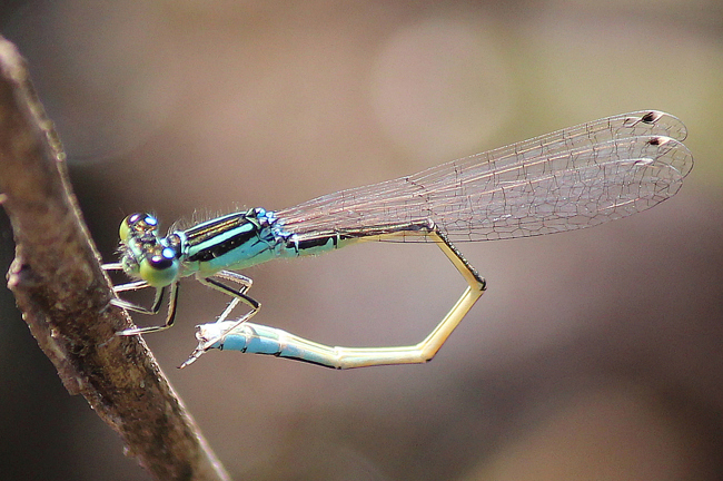 Ischnura pumilio ♂, D02 Bebra, Fuldaaue, (gestaltete Kleingewässer), 19.08.12, A. Werner