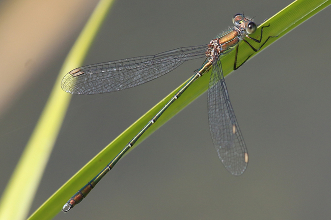 Lestes viridis ♂, F06 Meckbach, Fuldasumpfwiesen, 27.08.14, A. Werner (2) (1)