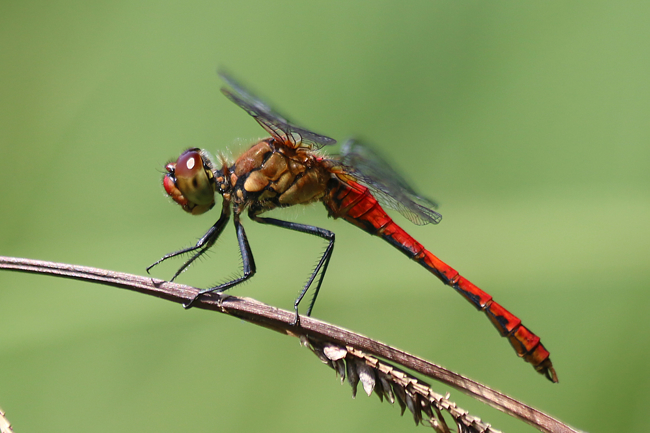 Sympetrum sanguineum ♂, D14 NSG Unterm Siegel bei Bebra, 17.07.14, A. Werner