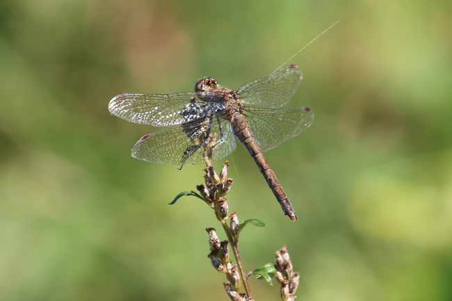 Sympetrum vulgatum ♀, ad., F05 Meckbach, Die Nassen Wiesen (Grabenstau), 03.10.14, A. Werner