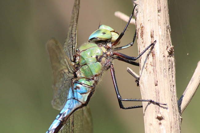 Anax imperator ♂, D10 NSG Alte Fulda bei Blankenheim, 07.07.13, A. Werner