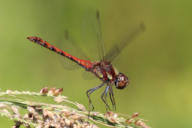 Sympetrum striolatum ♂, D05 Blankenheim (Seitengerinne), 26.08.11-1, A. Werner