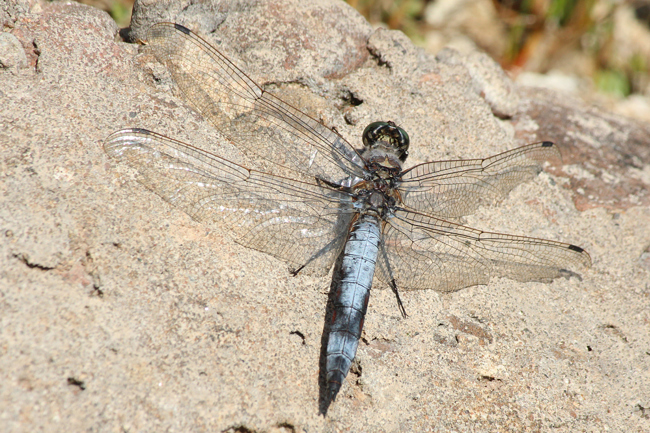 Orthetrum cancellatum ♂, D03.1 Bebra, Kiesgruben Nr. 1 (ehemaliger Kiesabbau), 16.09.12, A. Werner