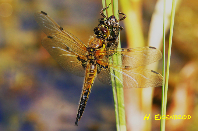 Libellula quadrimaculata ♂, frisch geschlüpft, I06 Malkobes Lämmerteich, 22.05.12, H. Eigenbrod