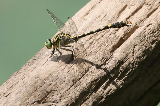 Onychogomphus forcipatus ♂, D15 NSG In den Weiden bei Blankenheim, 18.07.20, Arno Werner