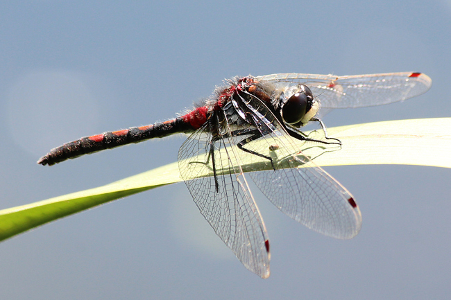 Leucorrhinia rubicunda ♂, B07 NSG Haselgrund bei Schwarzenhasel, 25.05.12, A. Werner (1) (1) (1) (1)