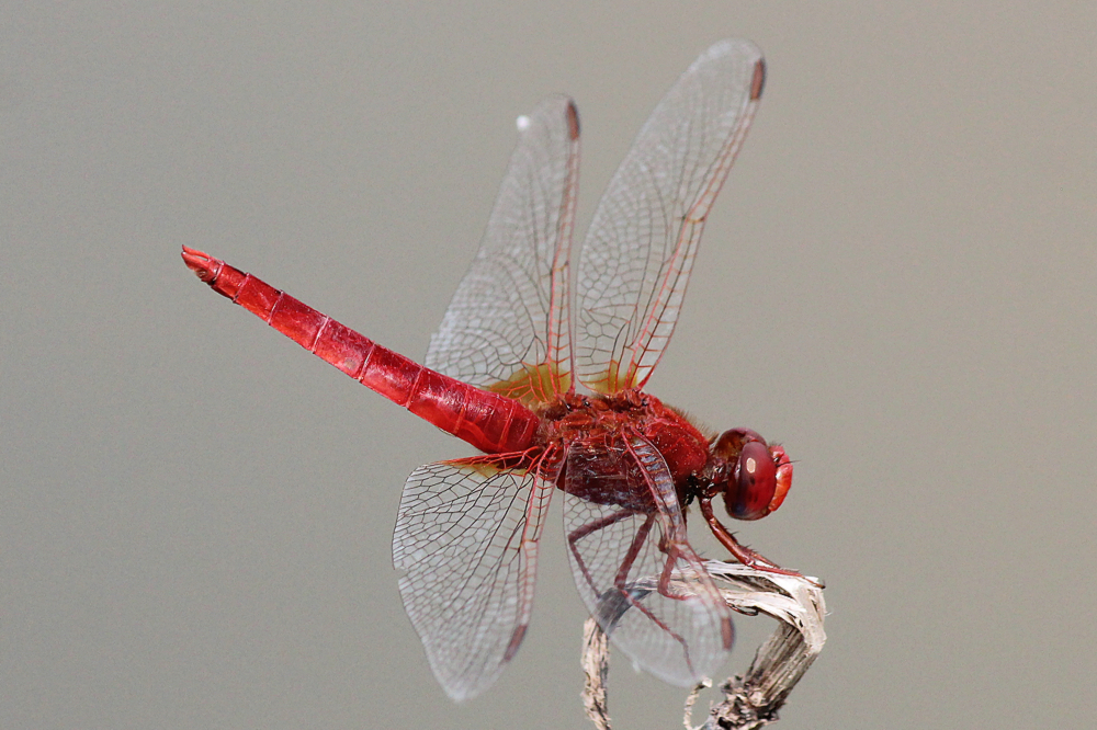 Crocothemis erythraea, D02 Bebra Fuldaaue, gestaltete Kleingewässer, 24.07.13, A. Werner