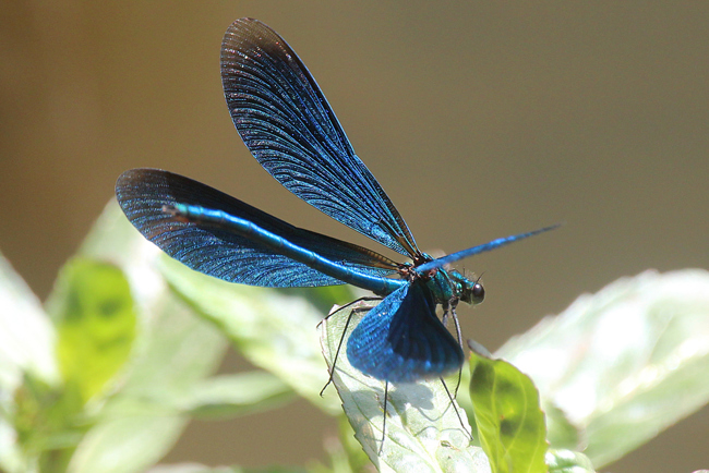 Calopteryx virgo ♂, D13 NSG Ulfewiesen Bei Weiterode (Wehr), 29.05.11, A. Werner