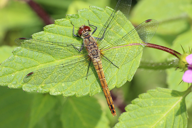 Sympetrum sanguineum ♀, D14 NSG Unterm Siegel bei Bebra (gestaltetes Flachgewässer), 10.08.11, A. Werner