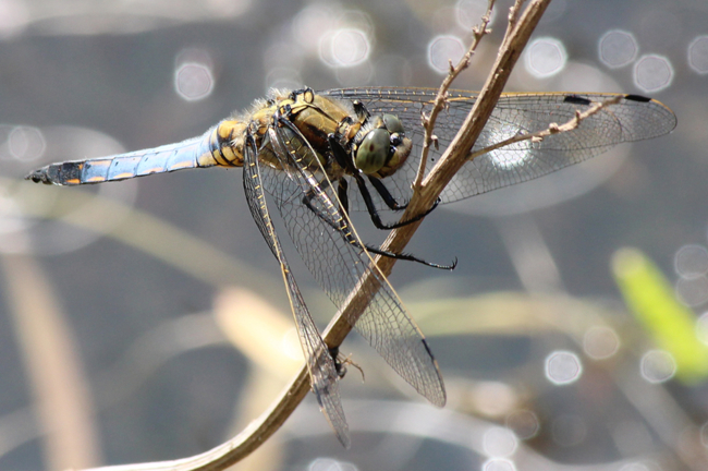 Orthetrum cancellatum ♂, D10 NSG Alte Fulda bei Blankenheim, 28.06.12, A. Werner