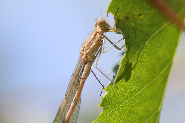 Sympecma fusca, ♂ frisch geschlüpft, D13 NSG Ulfewiesen bei Weiterode (gestalteter Weiher), 28.07.14 2, A. Werner