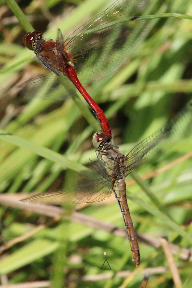 Sympetrum sanguineum Paar Eiablage, F06 Meckbach, Fuldasumpfwiesen, 27.08.14-2 A. Werner