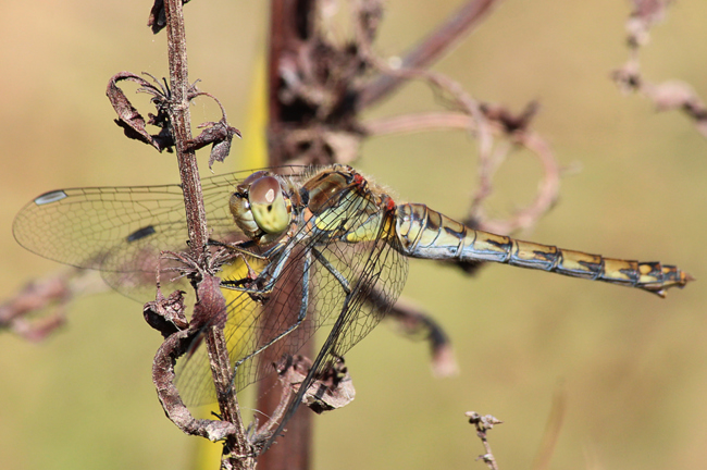 Sympetrum striolatum ♀, D02 Bebra, Fuldaaue (gestaltete Kleingewässer), 04.09.12, A. Werner