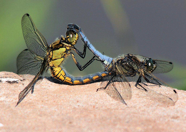 Orthetrum cancellatum Paar, D03 Bebra, Großer Kiessee, 20.06.12, H. Schreier