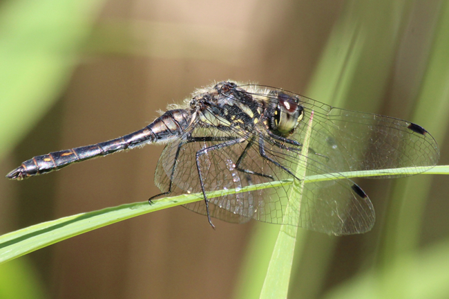 Sympetrum danae ♂, D06 Breitenbach, Dachsfeld (Kleingewässer In ehemaliger Sandgrube), 27.08.13, A. Werner