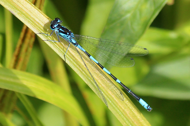 Coenagrion pulchellum ♂, I04 NSG Alte Fulda bei Asbach, 18.06.12, A. Werner