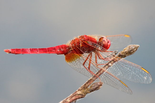 Crocothemis erythraea ♂, D03.1 Bebra, Kiesgruben Nr. 1, 23.07.13, A. Werner