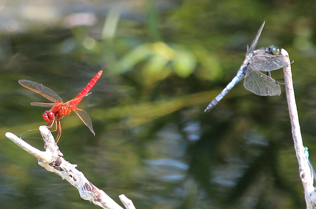 Crocothemis erythraea ♂+ Großer Blaupfeil 1,0, B05 Lispenhausen, Kiesgruben, 04.07.15, A. Werner